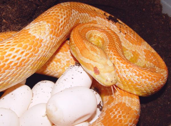 corn snake eggs