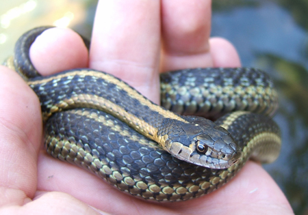 Wandering Garter Snake - Thamnophis Elegans vagrans