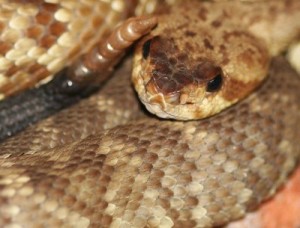 Blacktail Rattlesnake Close Up