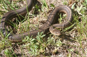 First Wandering Garter Snake