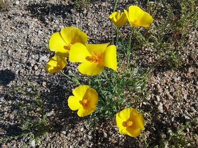 yellow desert poppies