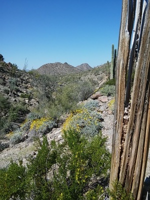 dead saguaro in desert