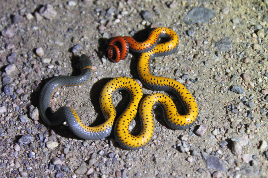 arizona ring neck snake