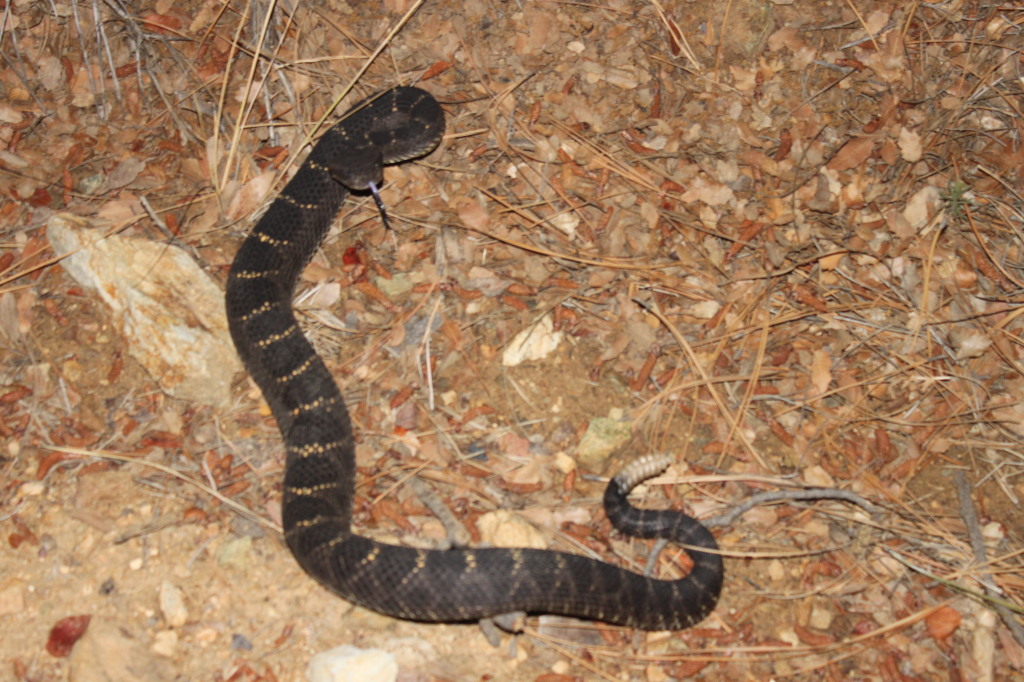 arizona black rattlesnake