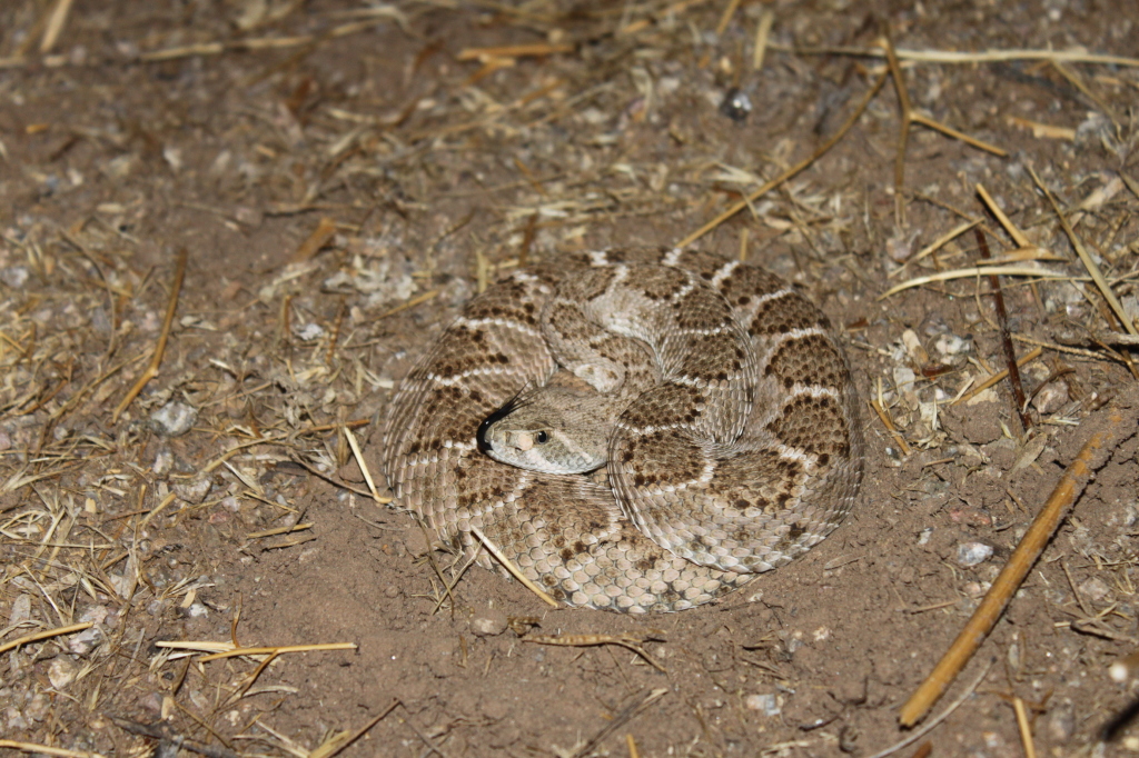 The first western diamondback rattlesnake