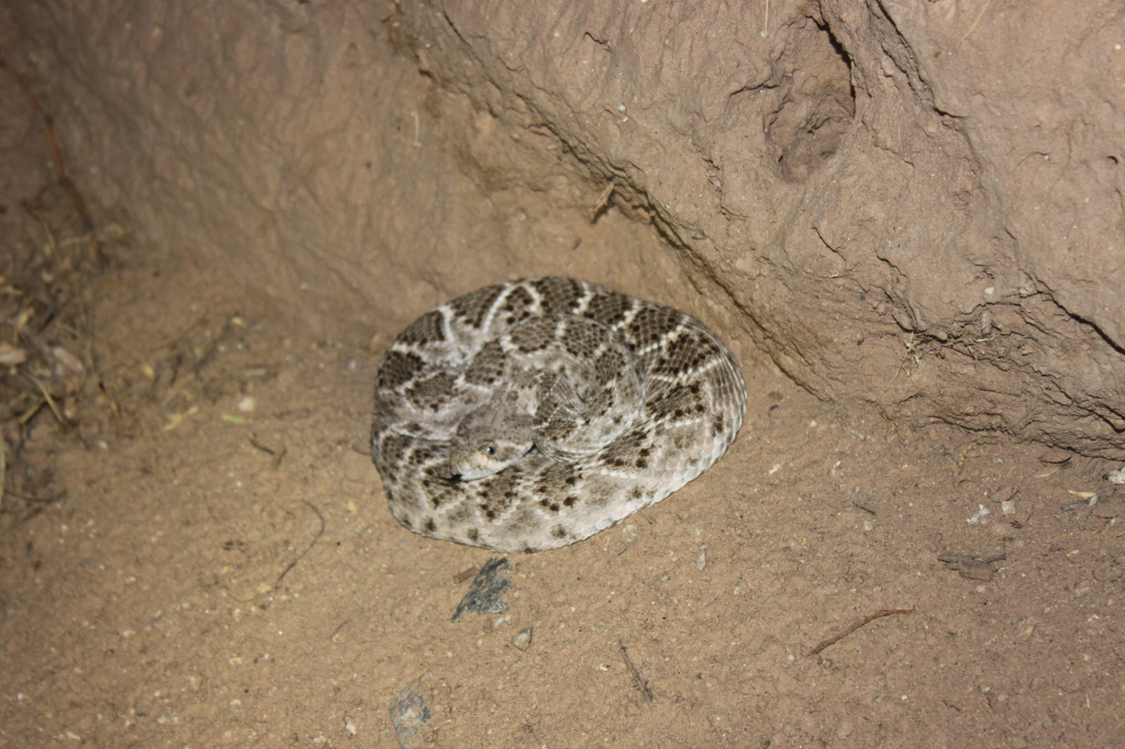 Second western diamondback rattlesnake