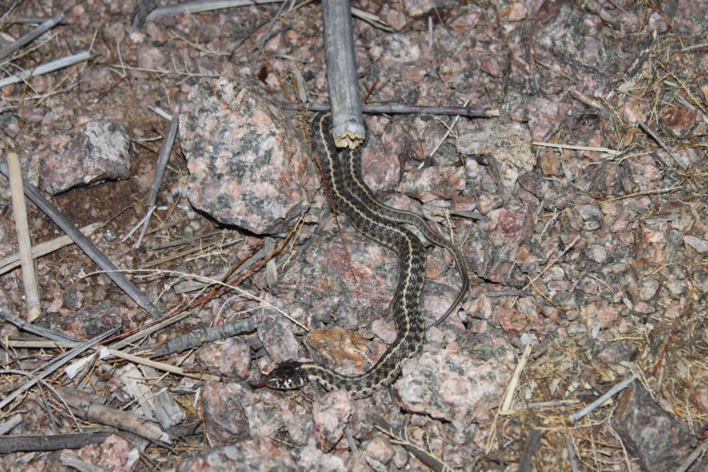 checkered garter snake